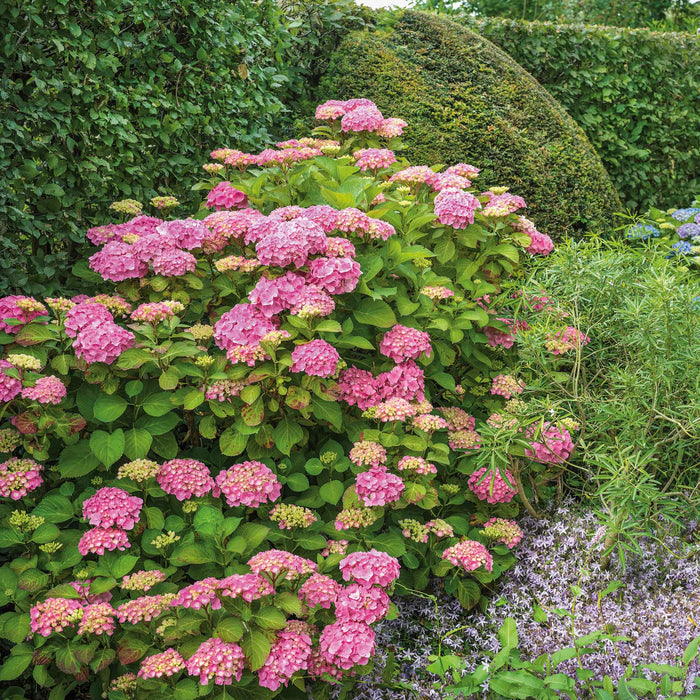 Hydrangea 'Pink Mophead'