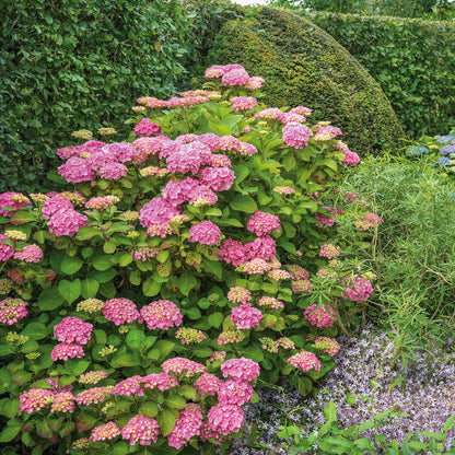 Hydrangea 'Pink Mophead'