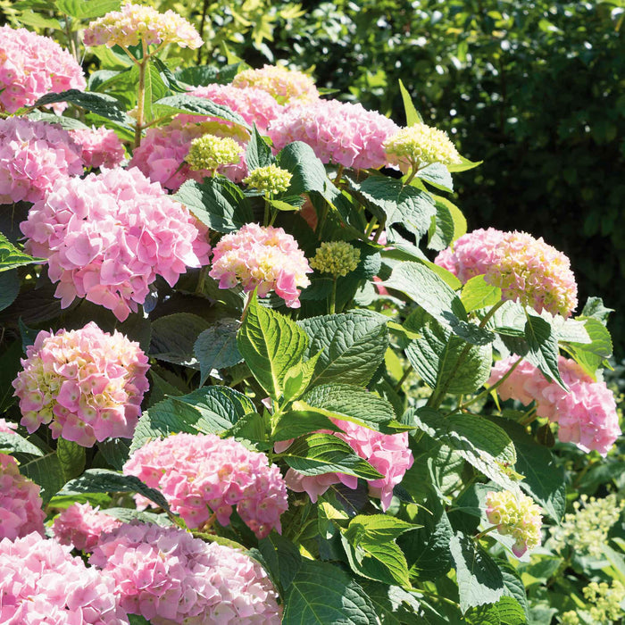 Hydrangea 'Pink Mophead'