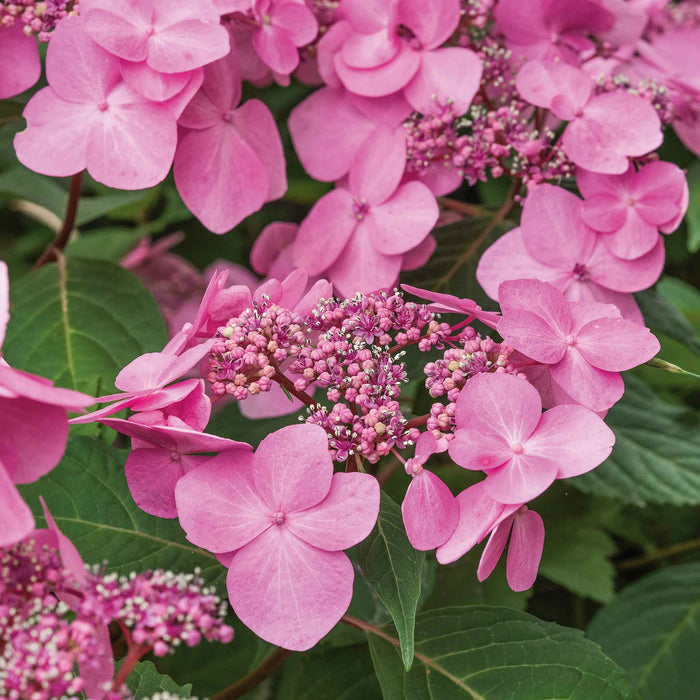 Hydrangea 'Pink Mophead'