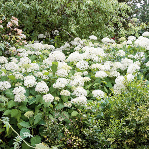 Hydrangea 'White Mophead'