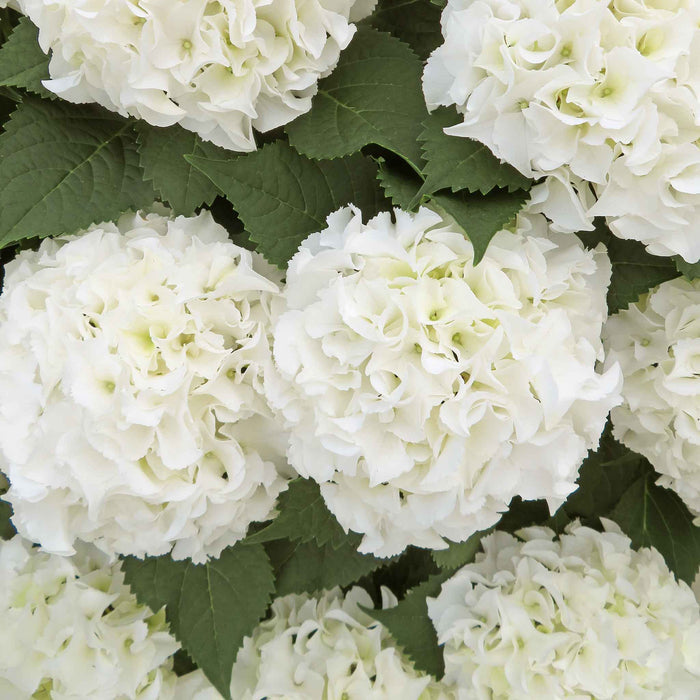 Hydrangea 'White Mophead'