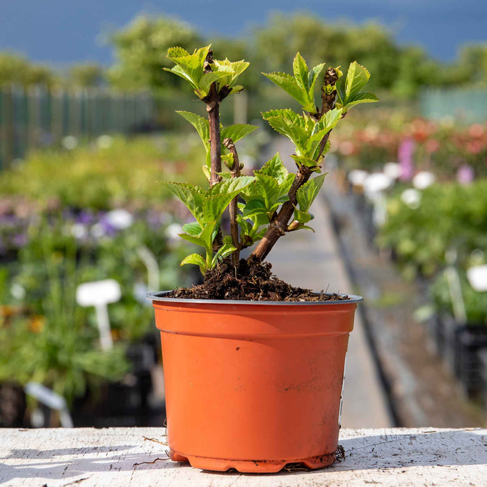 Hydrangea 'White Mophead'