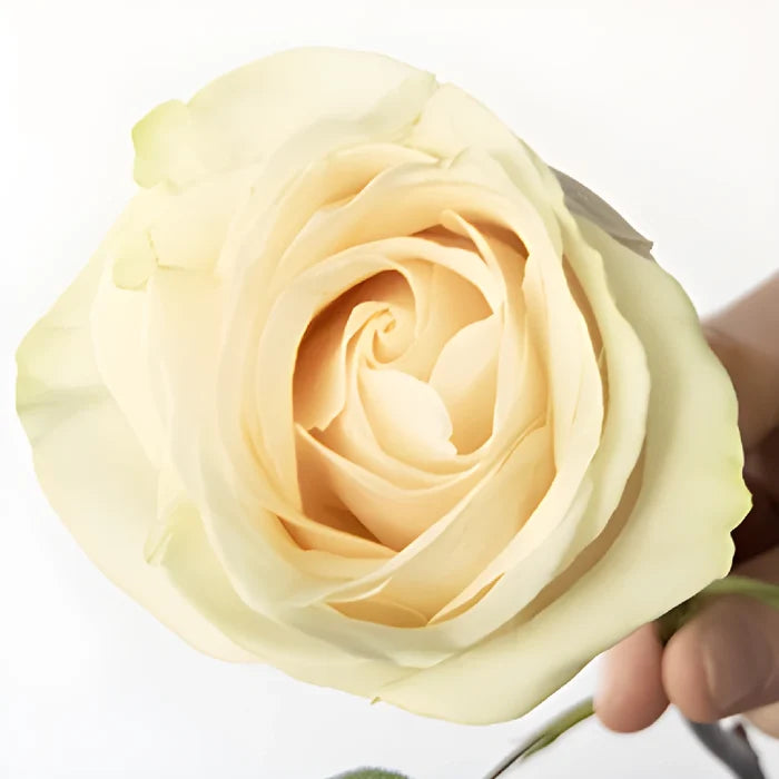 Ivory White Vendela Rose Bouquet