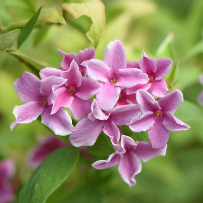 Jasminum 'Starry Starry Summer Scent'