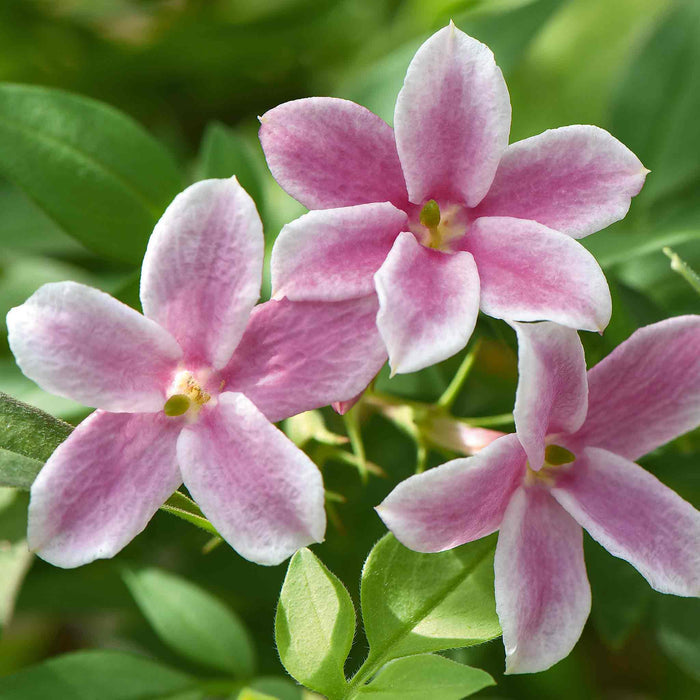 Jasminum 'Starry Starry Summer Scent'
