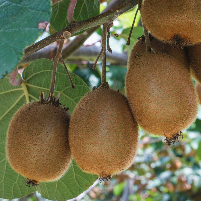 Kiwi 'Golden'