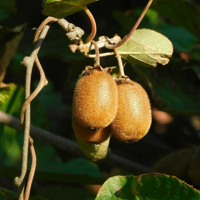 Kiwi 'Golden'