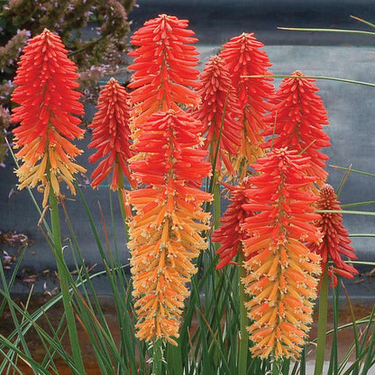 Kniphofia 'Poco Sunset'