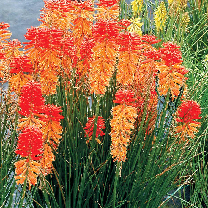 Kniphofia 'Poco Sunset'