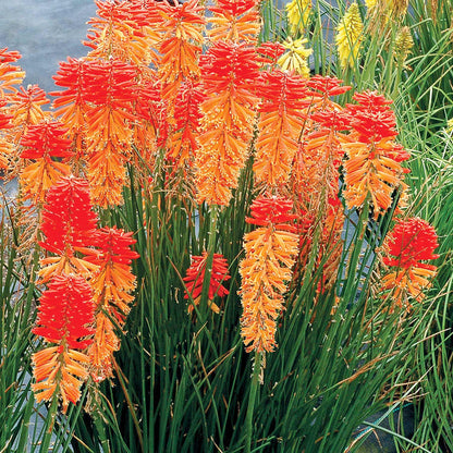 Kniphofia 'Poco Sunset'