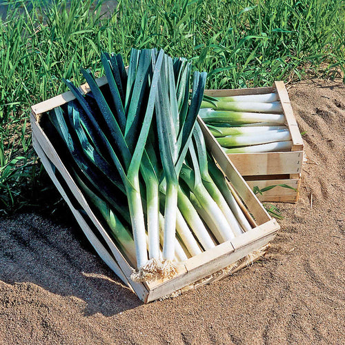 Leek 'Giant Winter'