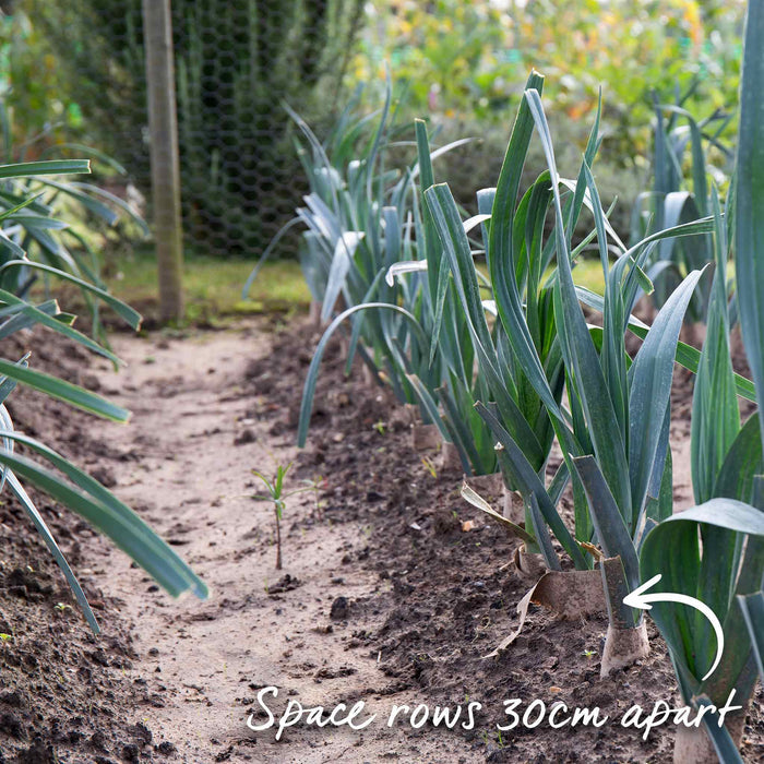 Rows of leeks growing on a plot with advice to space rows 30cm apart.