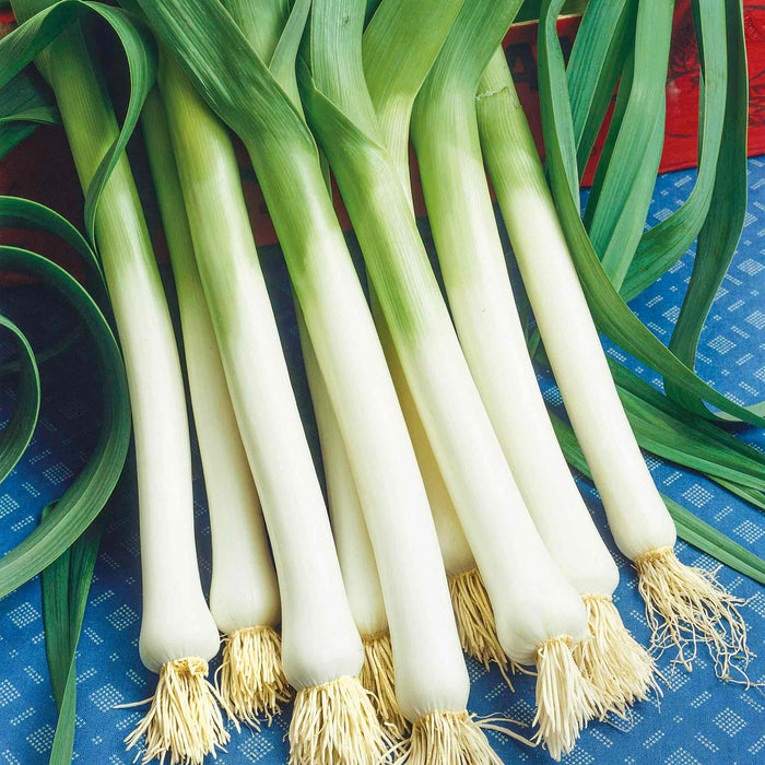 Leek 'Mammoth Blanch'