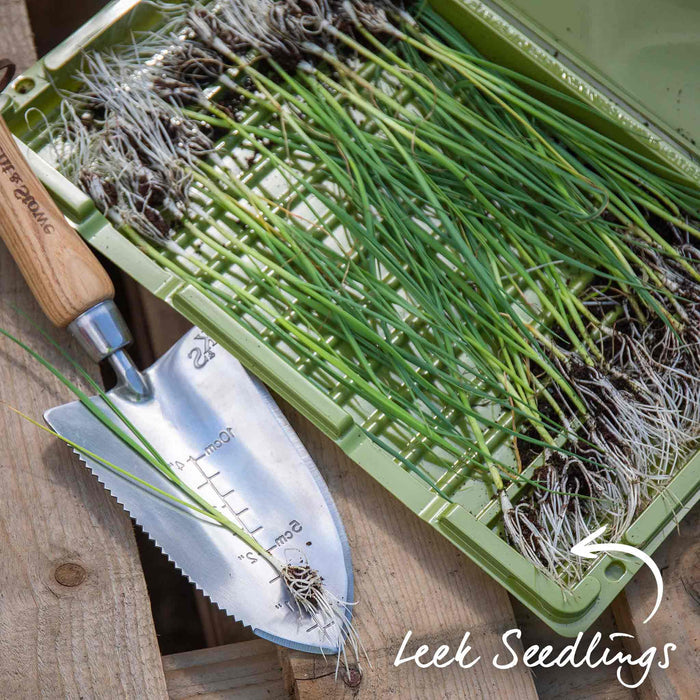 Leek 'Mammoth Blanch'
