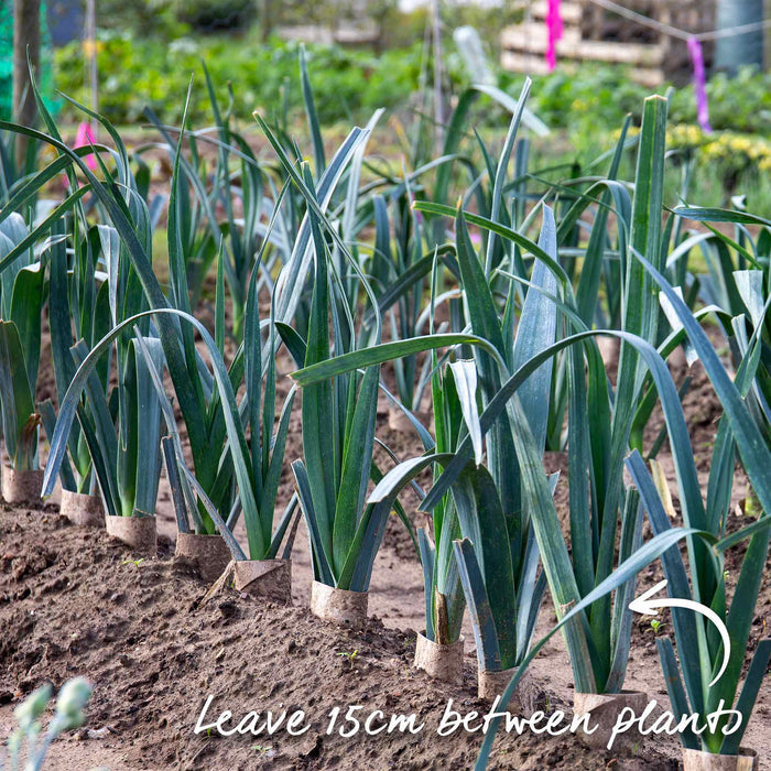 Leek 'Mammoth Blanch'