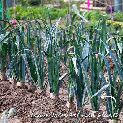 Leek 'Mammoth Blanch'
