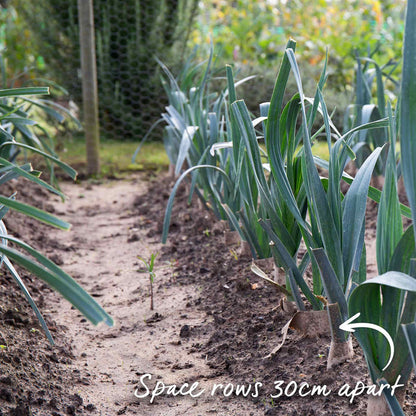 Leek 'Mammoth Blanch'