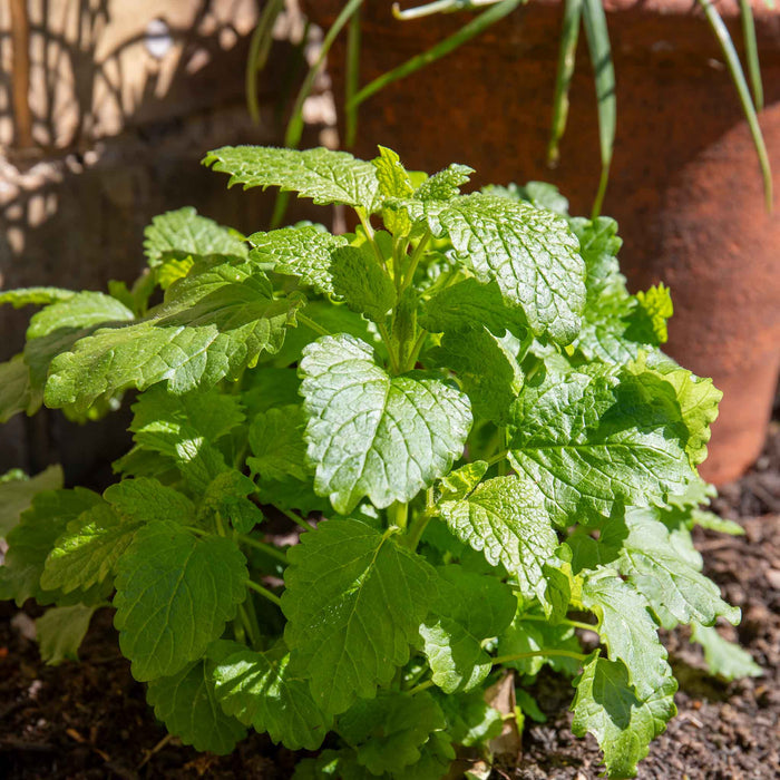Lemon Balm Plant