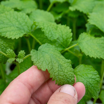 Lemon Balm Plant
