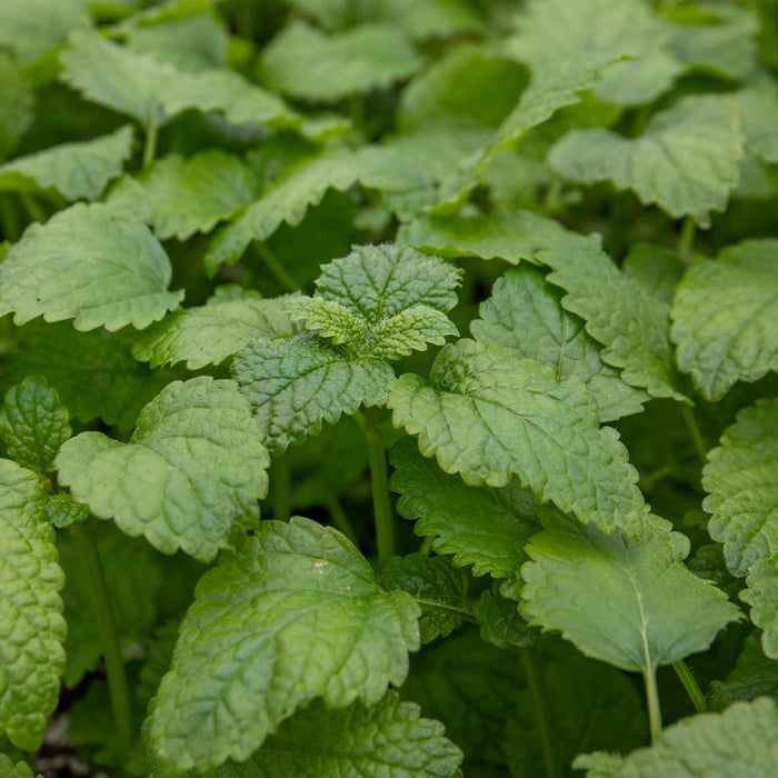 Lemon Balm Plant