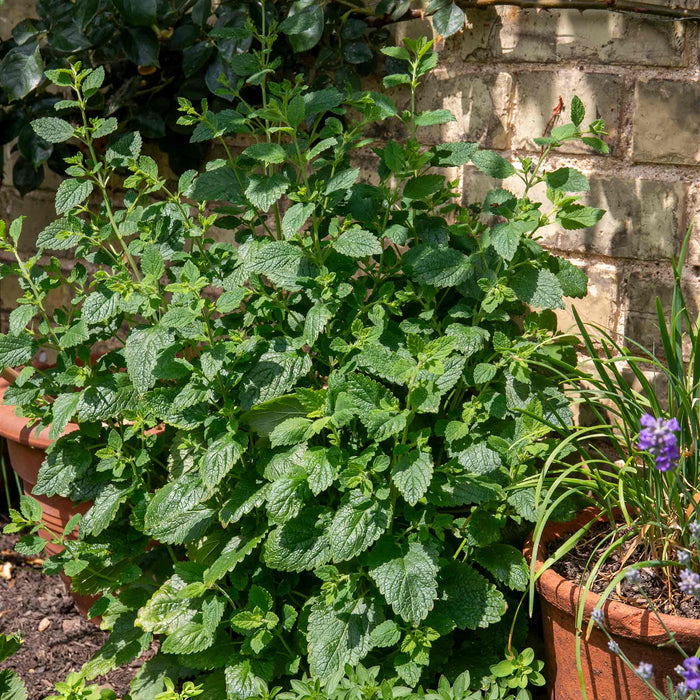 Lemon Balm Plant