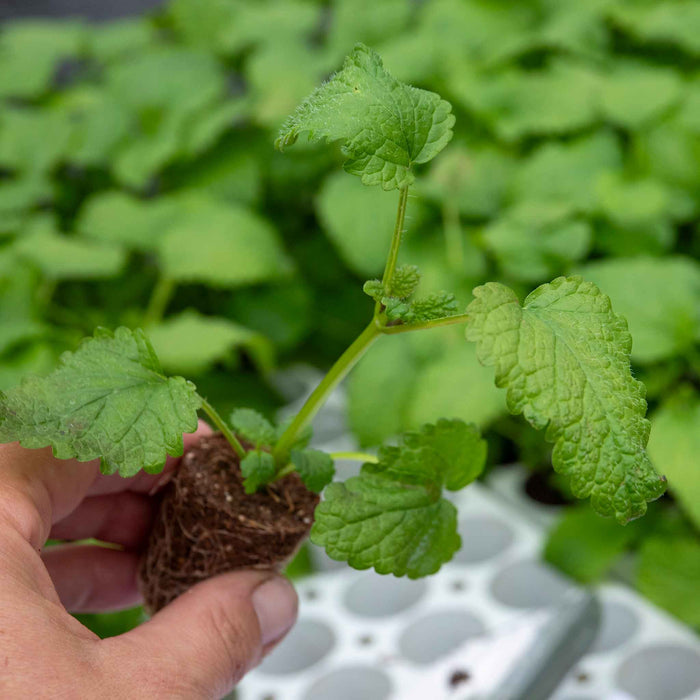 Lemon Balm Plant