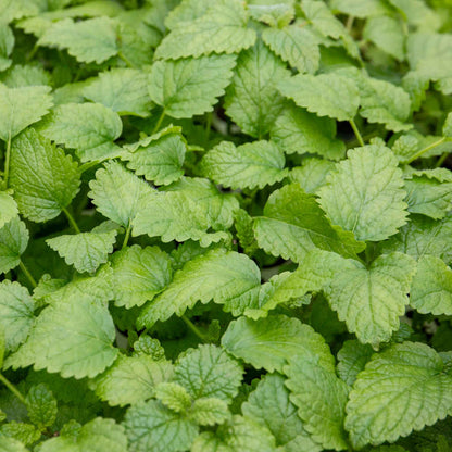 Lemon Balm Plant