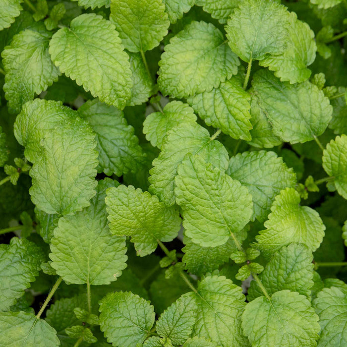Lemon Balm Plant