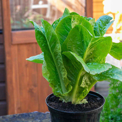 Lettuce 'Cos'