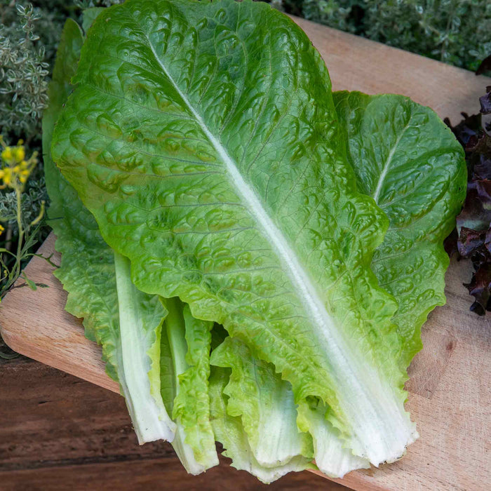 Lettuce 'Cos'