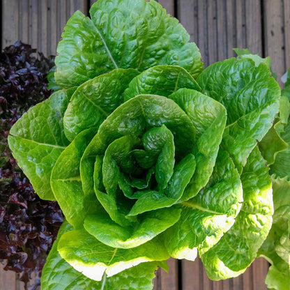 Lettuce 'Cos'
