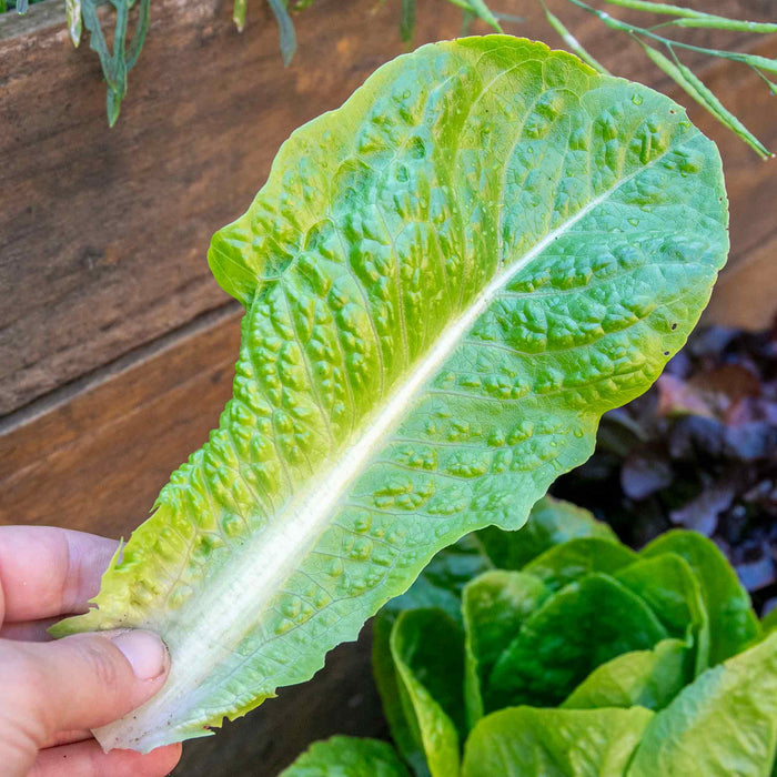 Lettuce 'Cos'
