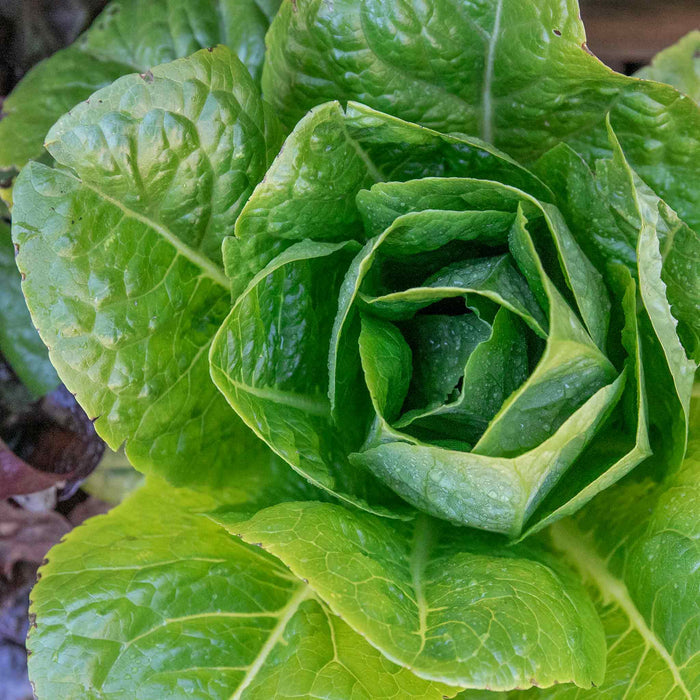 Lettuce 'Cos'