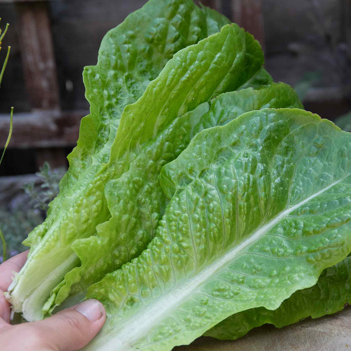 Lettuce 'Cosmic' Cut and Come Again