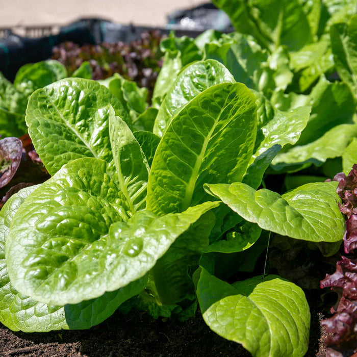 Lettuce 'Cosmic' Cut and Come Again