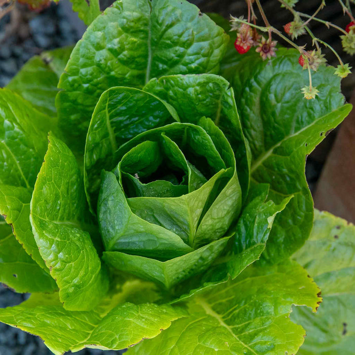 Lettuce 'Cosmic' Cut and Come Again