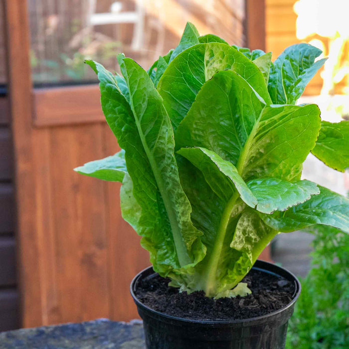 Lettuce 'Cosmic' Cut and Come Again