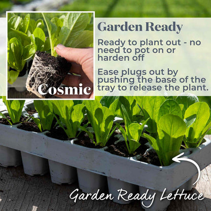 Lettuce 'Cosmic' Cut and Come Again