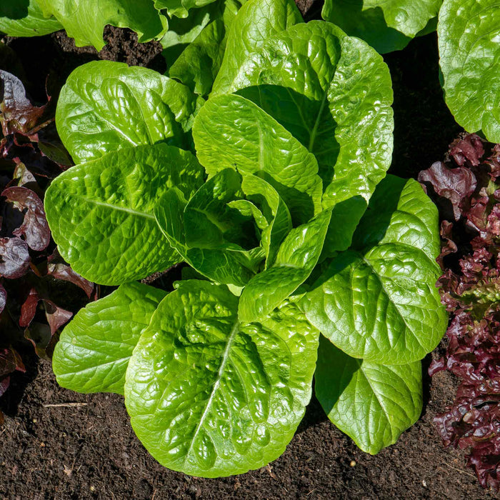 Lettuce 'Cosmic' Cut and Come Again
