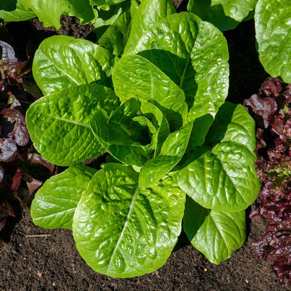 Lettuce 'Cosmic' Cut and Come Again