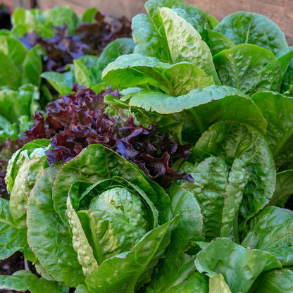 Lettuce 'Crispy Mix'