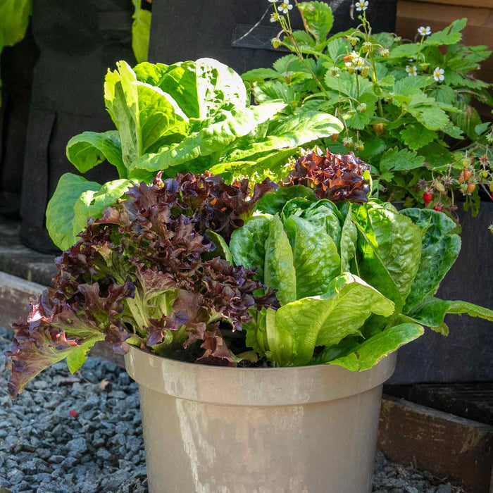 Lettuce 'Crispy Mix'
