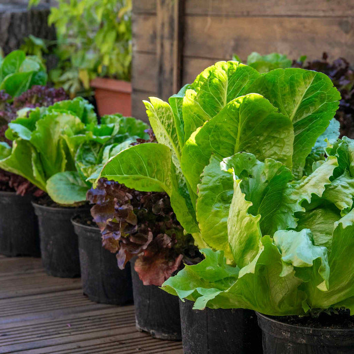 Lettuce 'Crispy Mix'
