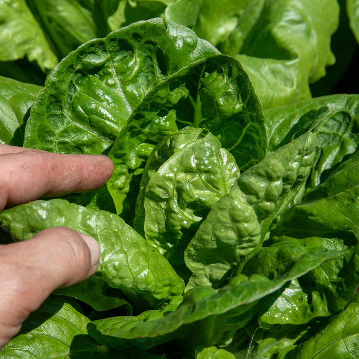 Lettuce 'Crispy Mix'