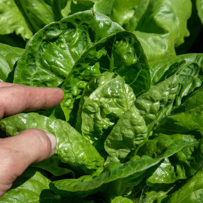 Lettuce 'Crispy Mix'