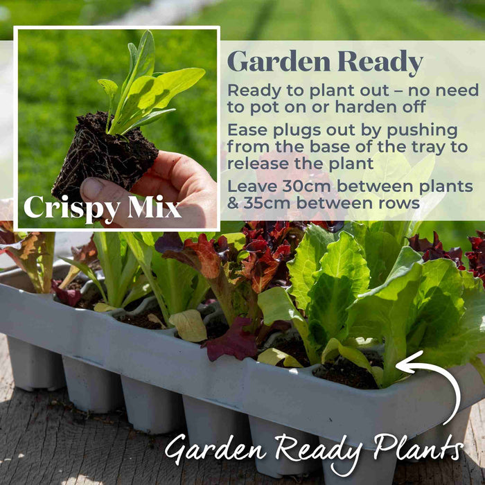 Lettuce 'Crispy Mix'