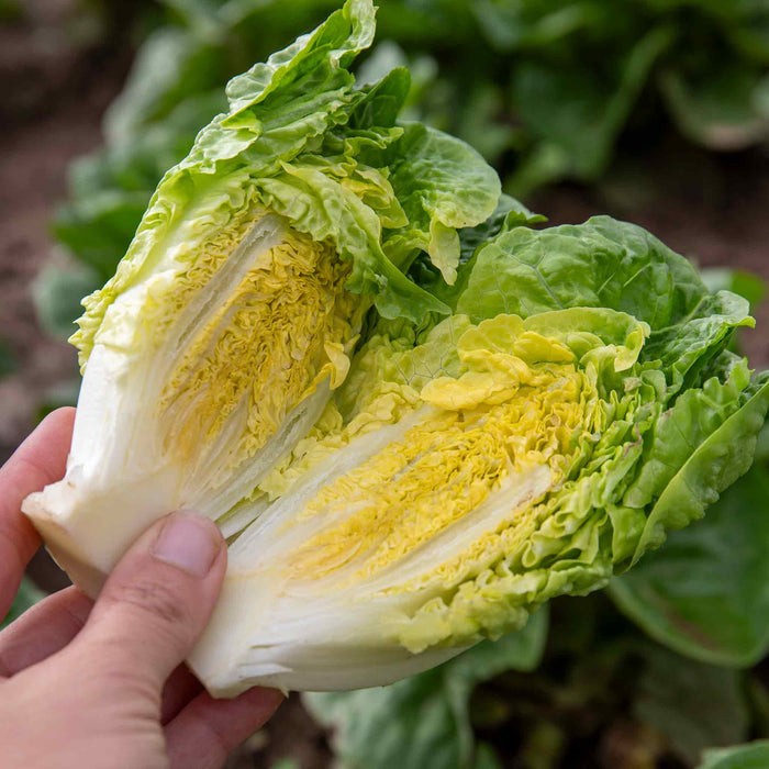 Lettuce 'Little Gem'