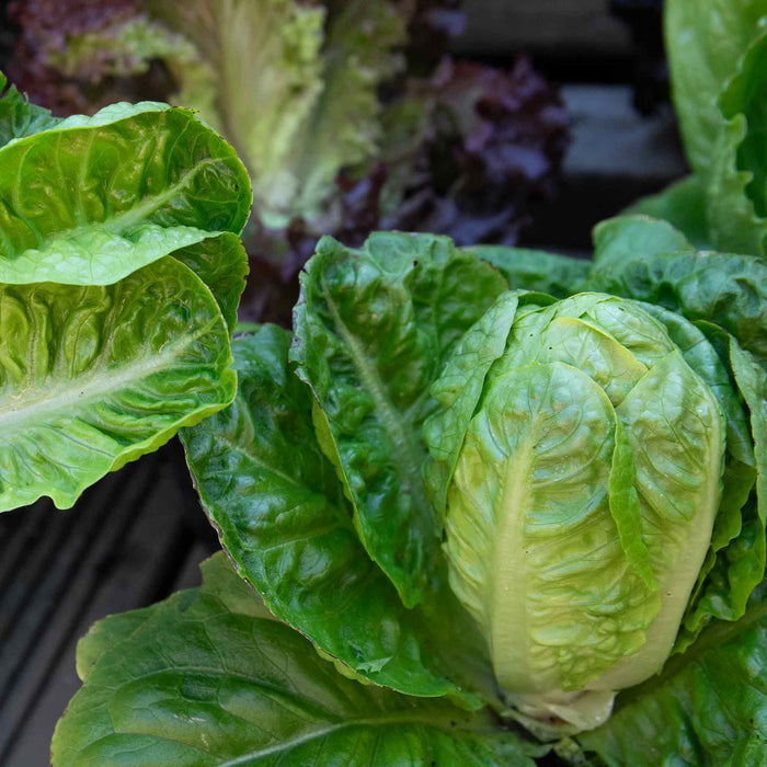 Lettuce 'Little Gem'