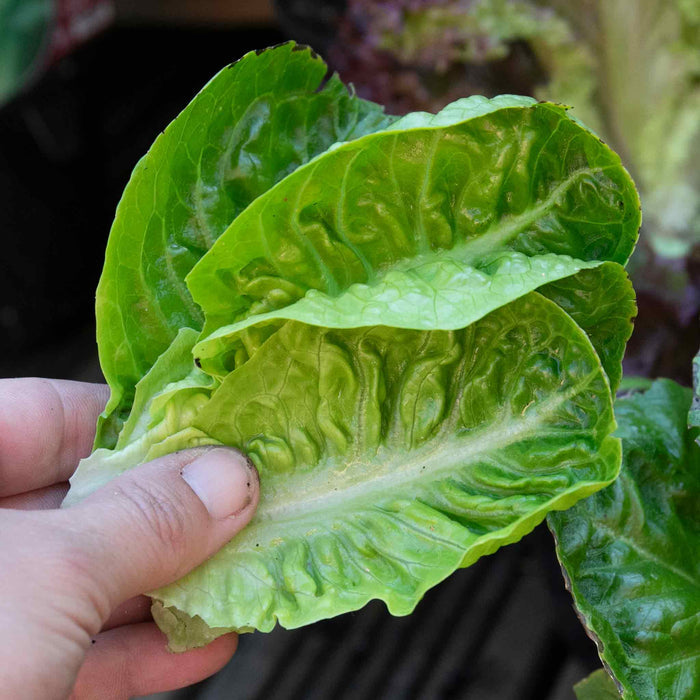 Lettuce 'Little Gem'